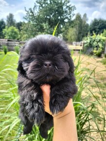 Shih Tzu gotowe do odbioru - 5