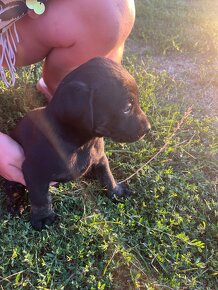 Labrador Retriever - 5