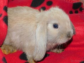 Cudowny baranek mini lop - 5