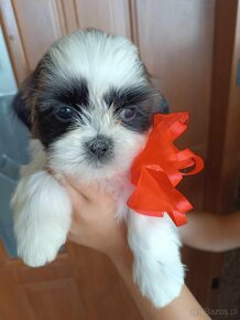 ShihTzu - 5