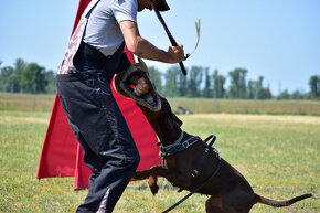 Doberman szczenięta z wyjątkowego skojarzenia ZKwP/FCI - 5