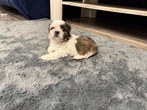 Shih-tzu z rodowodem, Shih tzu, Shi tzu, si cu - 5