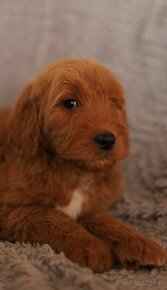 Szczenięta goldendoodle. - 5