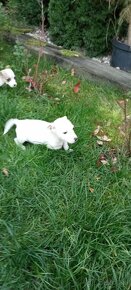 Jack Russell terrier - 5