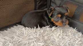 Australijski Silky Terrier z PP - 5