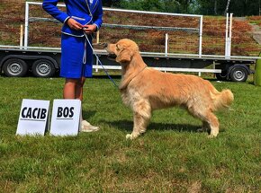 GOLDEN RETRIEVER-amerykańska linia, amerykański, mocny - 5