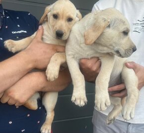 Labrador retriever szczeniak biszkoptowy - 5