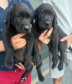 Labrador retriever szczeniak czarnej maści - 5