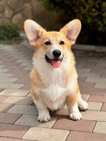 Welsh Corgi Pembroke - 5