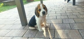 Beagle tricolor - 5