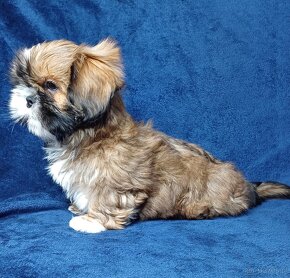 Shih Tzu chłopak złoty z białym - 5