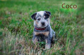 Australian cattle dog - 5