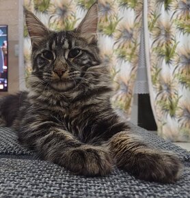 Maine Coon kotka Klasycznie Pręgowana rodowód FPL - 5