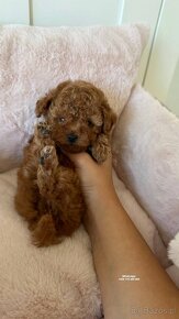 Pudel zabawkowy  / Toy Poodle / Toy Pudle / Той Пудель - 5