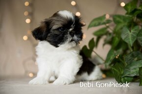 Shih Tzu Tricolor - 5