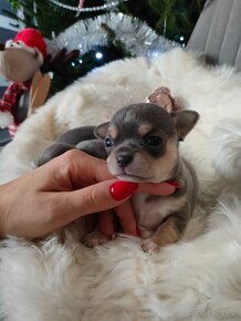 CHIHUAHUA ŚLICZNE SUNIE I PIESKI REZERWACJA NIEBIESKIE BLUE - 5