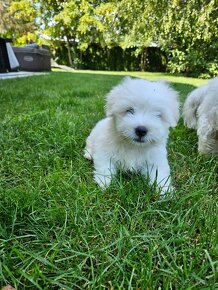 Rasowe Szczenięta Coton de Tulear - 5