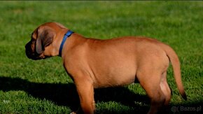 SPRZEDAM szczenieta rasy boerboel - 5