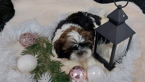 Wesole pieski shih tzu - 5