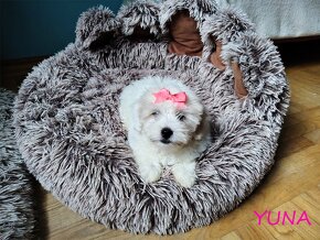 Suczka Coton De Tulear Szczenię szczeniak Kraków YUNA - 5