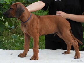 Rhodesian Ridgeback piękne szczenięta wystawowe FCI. - 5