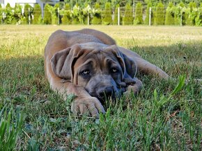 Cane Corso Italiano Puppies (FCI) - 5