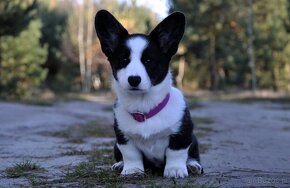 Welsh Corgi Cardigan FCI - 5