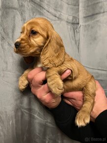 Piękna suczka rasy Cocker Spaniel Angielski - 5