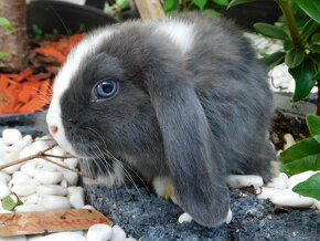 Samiczki mini lop niebieskie - 5