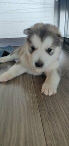 ALASKAN MALAMUTE - 5