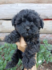 Maltipoo szczeniaki maltanczyk pudel - 5