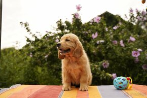 golden retriever - 5