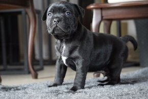 Szczeniaki Rasy Stafordshire Bull Terrier z Rodowodem ZKwP - 5