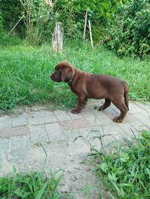 Szczeniaki labrador retriever rodowodowe - 5