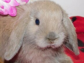 Beżowy królik mini lop samczyk - 5