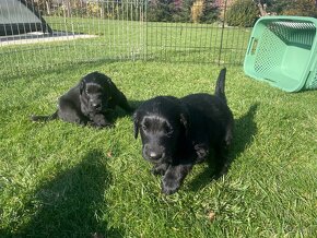 Flat coated retriever štěňata s PP - 5