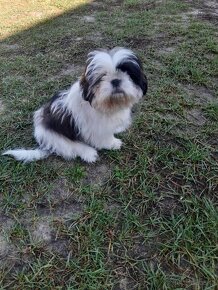 Szczeniak shih tzu 4 miesięczny samiec - 5