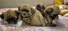 Shih tzu szuka domku - 5