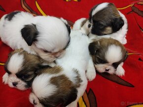 Mieszanka (pekińczyk - shih tzu) - 5