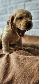 Cocker Spaniel Angielski - 5