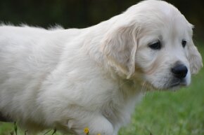 golden retriever - 5