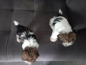 Szczeniaki shih tzu - 5