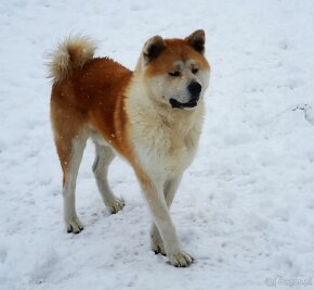 Akita inu - 5