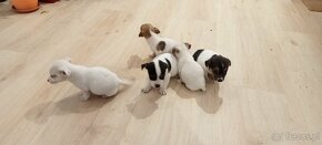 Jack Russell terrier - 5