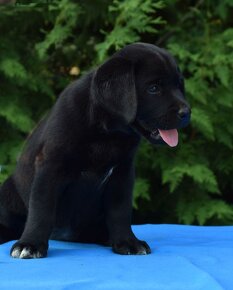 Labrador retriever čierny - 5