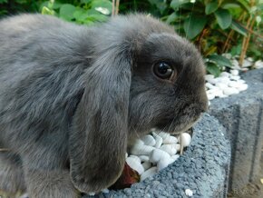 Cudowne samiczki mini lop niebieskie - 5