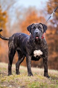 Presa Canario Dog Kanaryjski - 5