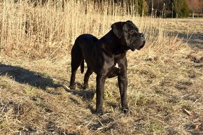 Cane Corso szczenięta FCI pedigree - 5