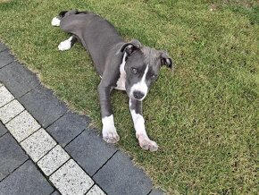 Oddam suczkę Amstaff z rodowodem - 5