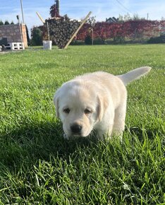 Piękny, rasowy szczeniak Labrador Retriever z rodowodem FCI - 5